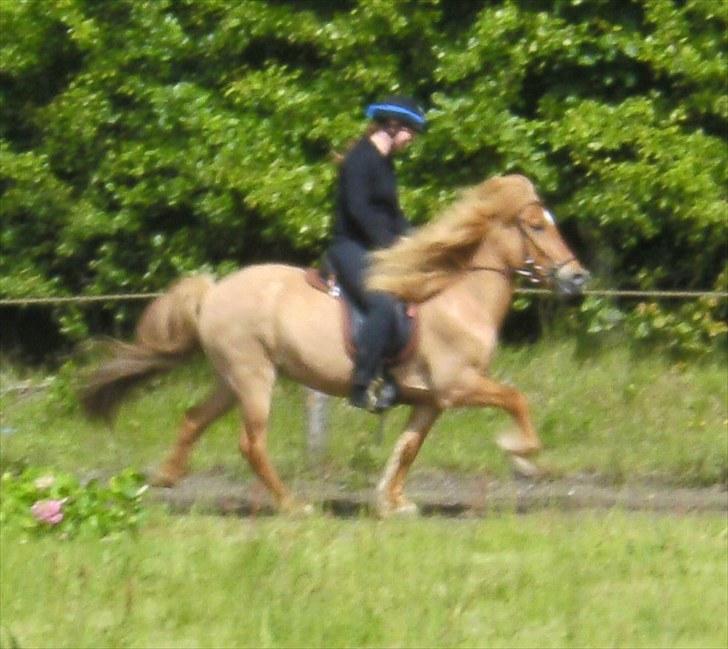 Islænder Sleipnir fra eskildsminde - Sej gammel hest billede 2