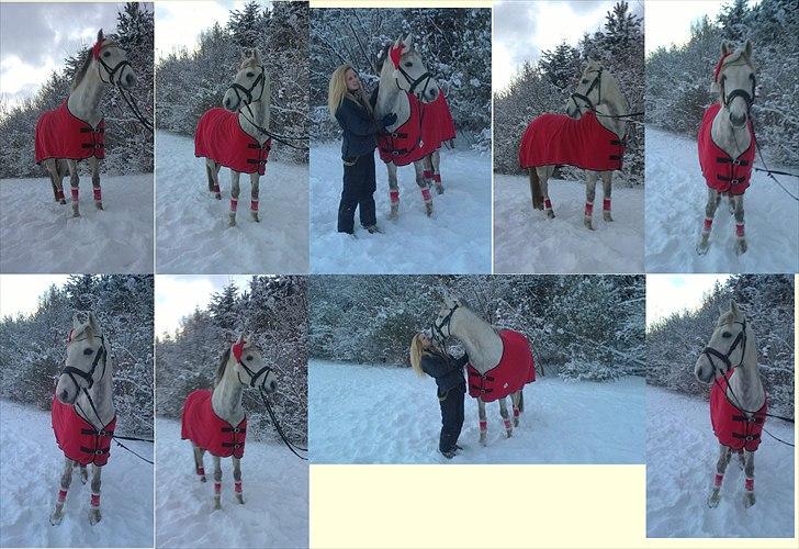 Connemara / Araber <3 Jackpot <3 - julebilleder 2010.... du er virkelig fantastisk pony!!<3 billede 3