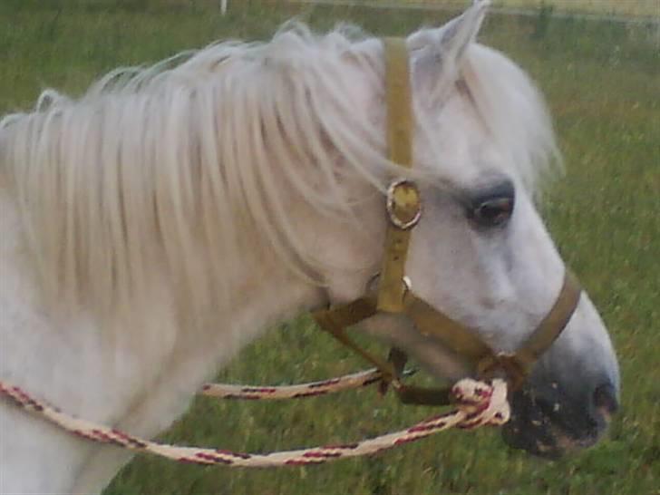 Welsh Mountain (sec A) Bella R.I.P - Min stjerne billede 19