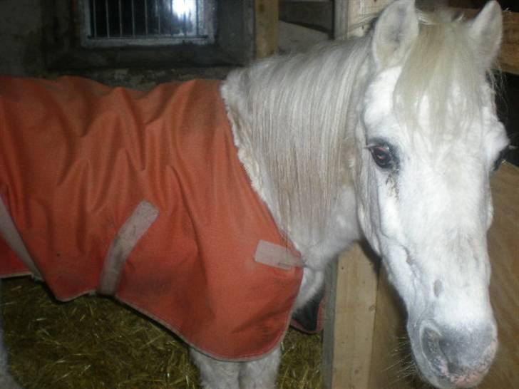 Welsh Mountain (sec A) Bella R.I.P - Min stjerne billede 20
