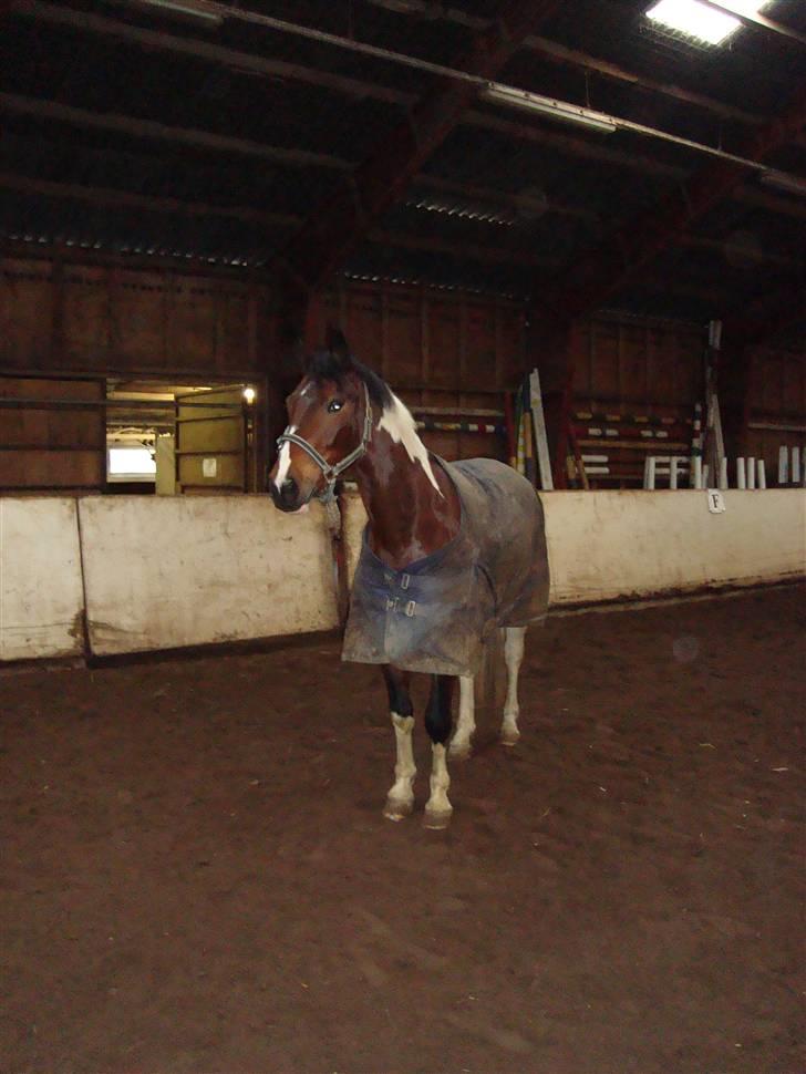 Anden særlig race BOJARD - Bojard i ridehuset... hvor er han smuk :* Foto: Mig billede 18