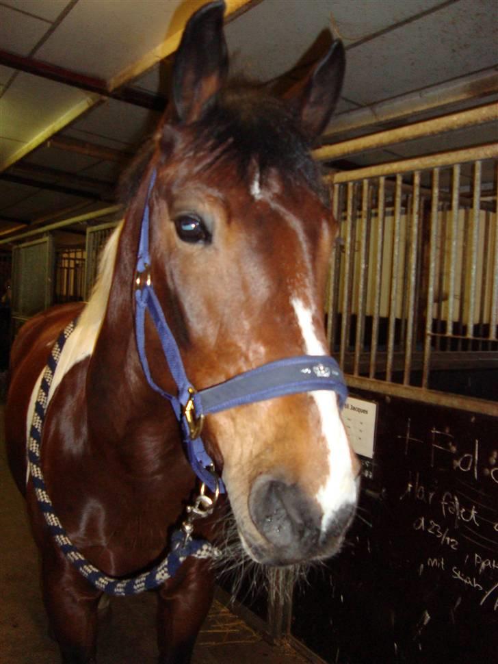 Anden særlig race BOJARD billede 17