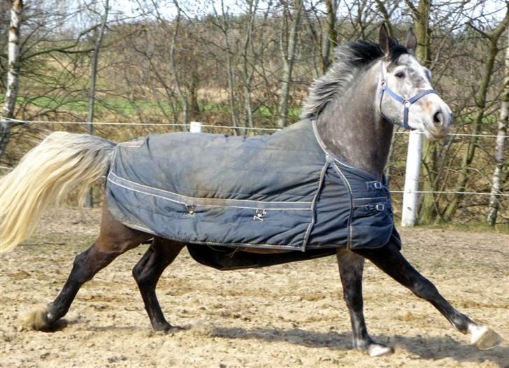 Polsk Varmblod Lacrima billede 2