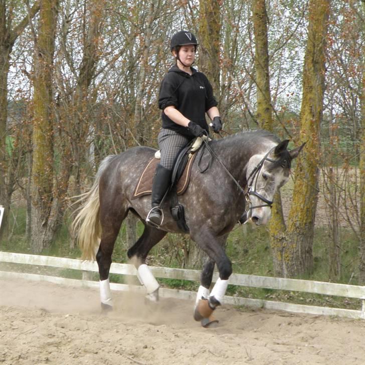 Polsk Varmblod Lacrima - **Nyt 18/5-09 - Lacrima og mig der rider på dressurbanen - Foto: Louise N billede 15