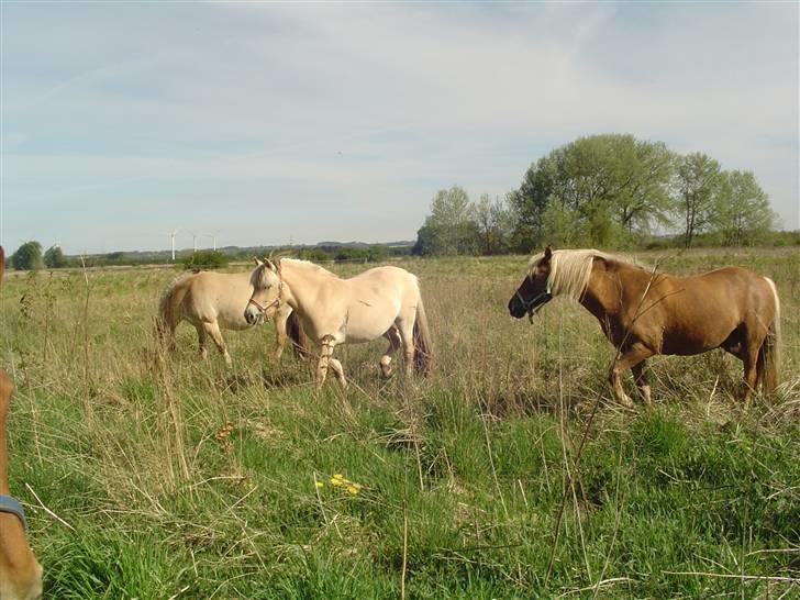 Palomino Goldie billede 13