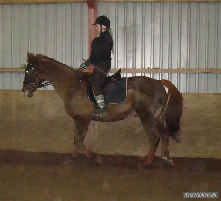 Anden særlig race Kashmir *Solgt* billede 8