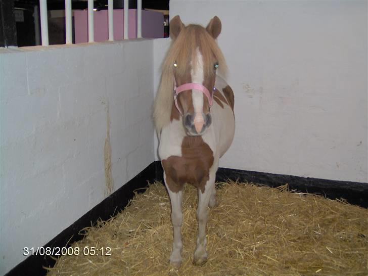 Anden særlig race Signe - Her havde vi lige fået hende hjem billede 1