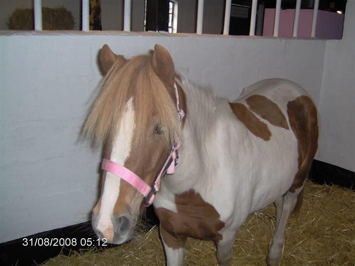 Anden særlig race Signe - Her havde vi lige fået hende hjem billede 2
