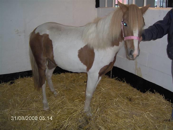 Anden særlig race Signe - Her havde vi lige fået hende hjem billede 3