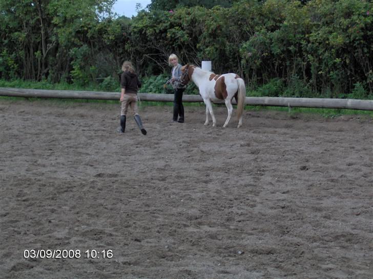 Anden særlig race Signe - Ridebanen for første gang billede 4