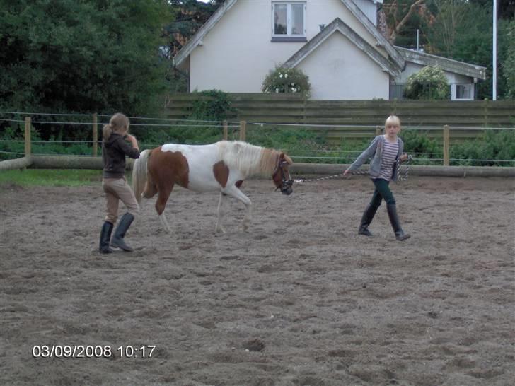Anden særlig race Signe - Ridebanen for første gang billede 5