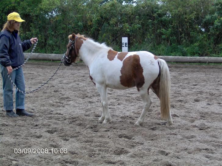 Anden særlig race Signe - Ridebanen for første gang billede 6