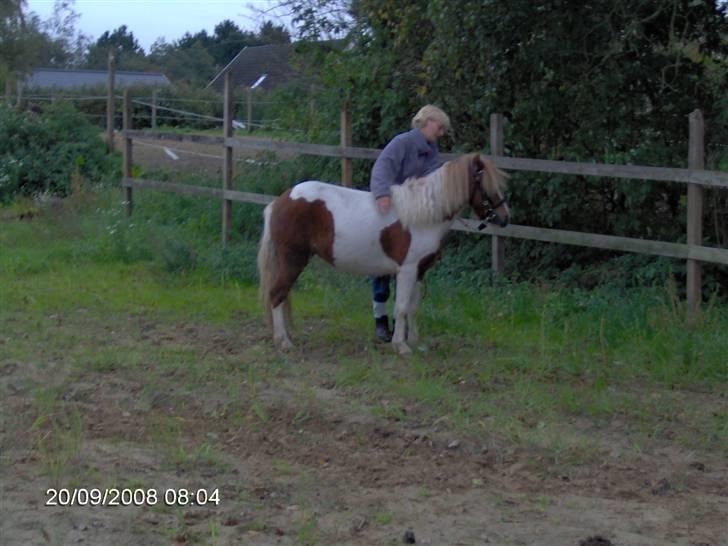 Anden særlig race Signe - Rytter på første gang. billede 7