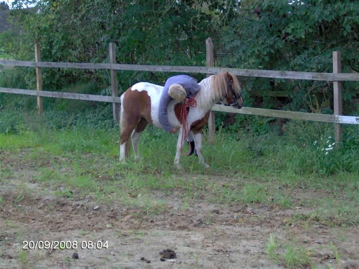 Anden særlig race Signe - Rytter på første gang. billede 8