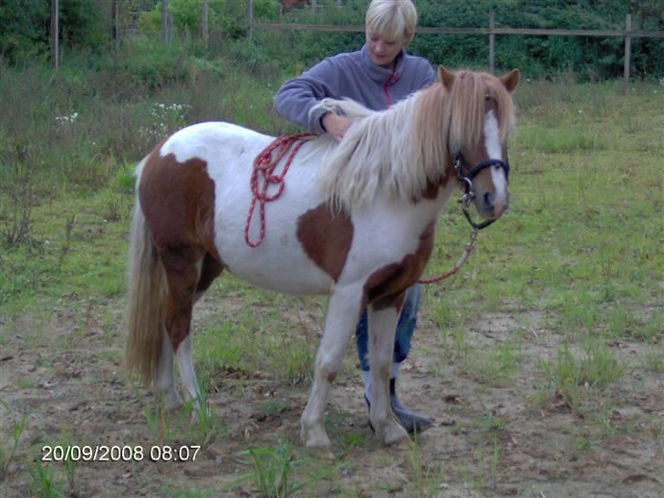 Anden særlig race Signe - Rytter på første gang. billede 9