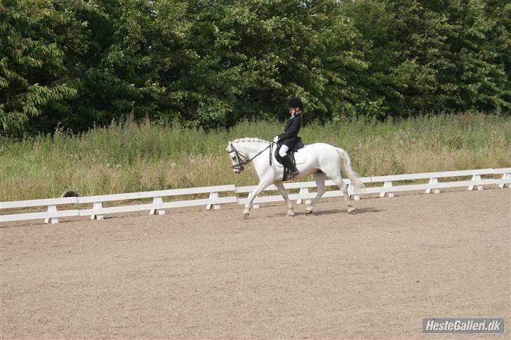 Welsh Mountain (sec A) Møllegaards Flamme (solgt - LB3 KBK  (1plads) billede 14