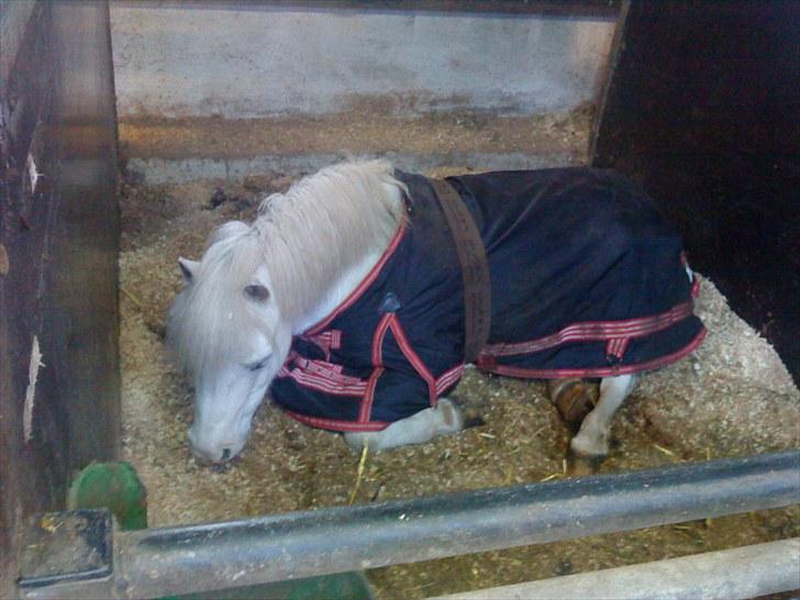 Welsh Mountain (sec A) Møllegaards Flamme (solgt - jeg er lige lidt træt.. billede 15