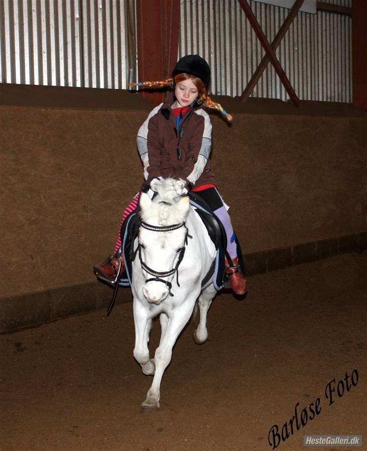 Welsh Mountain (sec A) Møllegaards Flamme (solgt - Fastelavnsstævne i turk billede 16