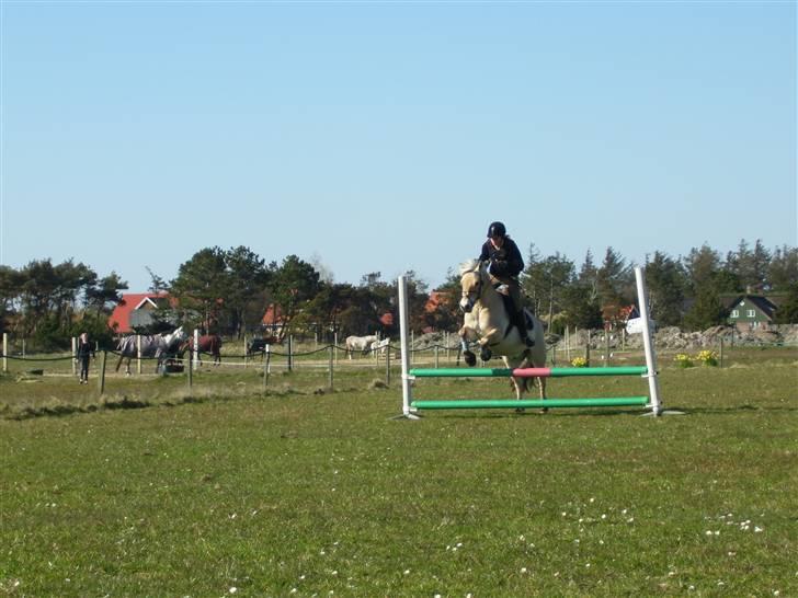 Fjordhest Haldans Jakob billede 20