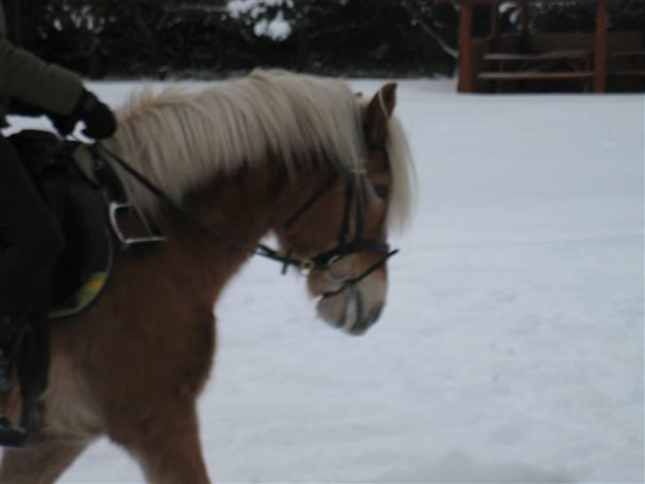 Haflinger kogle solgt billede 12