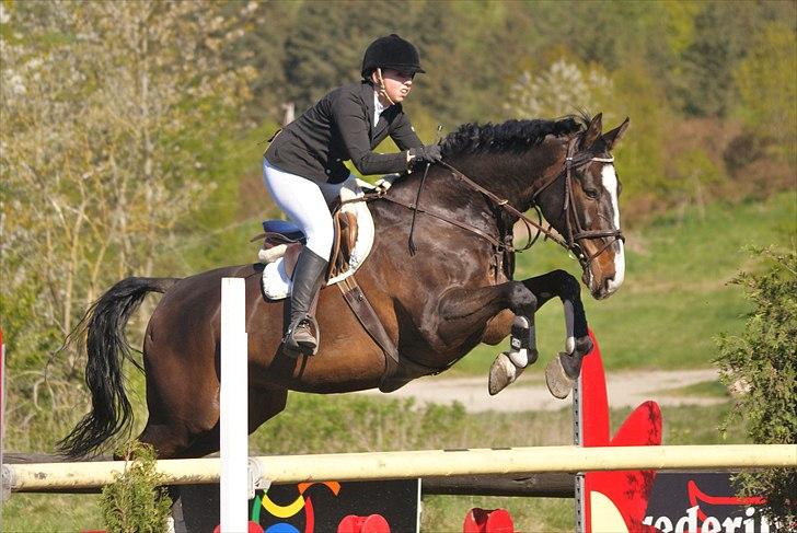 Anden særlig race Elvis (solgt) - Superstjernen i en fejlfri MB* - 5. plads - fotograf: Tia Lundemose billede 2