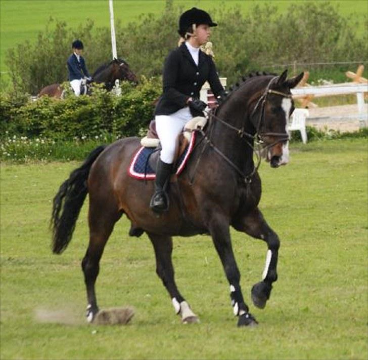 Anden særlig race Elvis (solgt) - distriktsmesterskab 2010 - 3. plads billede 6