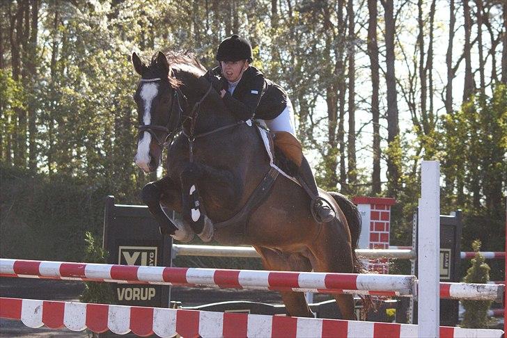 Anden særlig race Elvis (solgt) - Smukke Elvis - MB* 0 fejl 5. plads - foto: Tia Lundemose billede 9