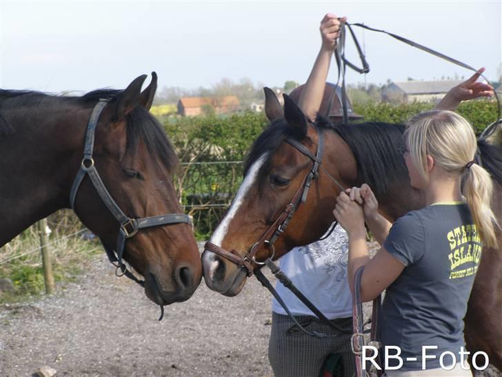 Hollandsk Sportspony O'mienaisha (†09) 10/4-09 - du var guld værd. billede 10