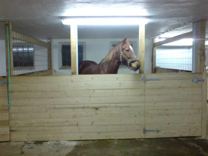 Anden særlig race Bakkebos Champ - Champ i sit palads billede 14