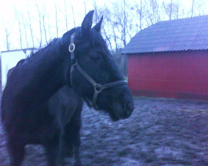 Traver Rolet Bangsbo solgt:'( - lidt hygge billede 6