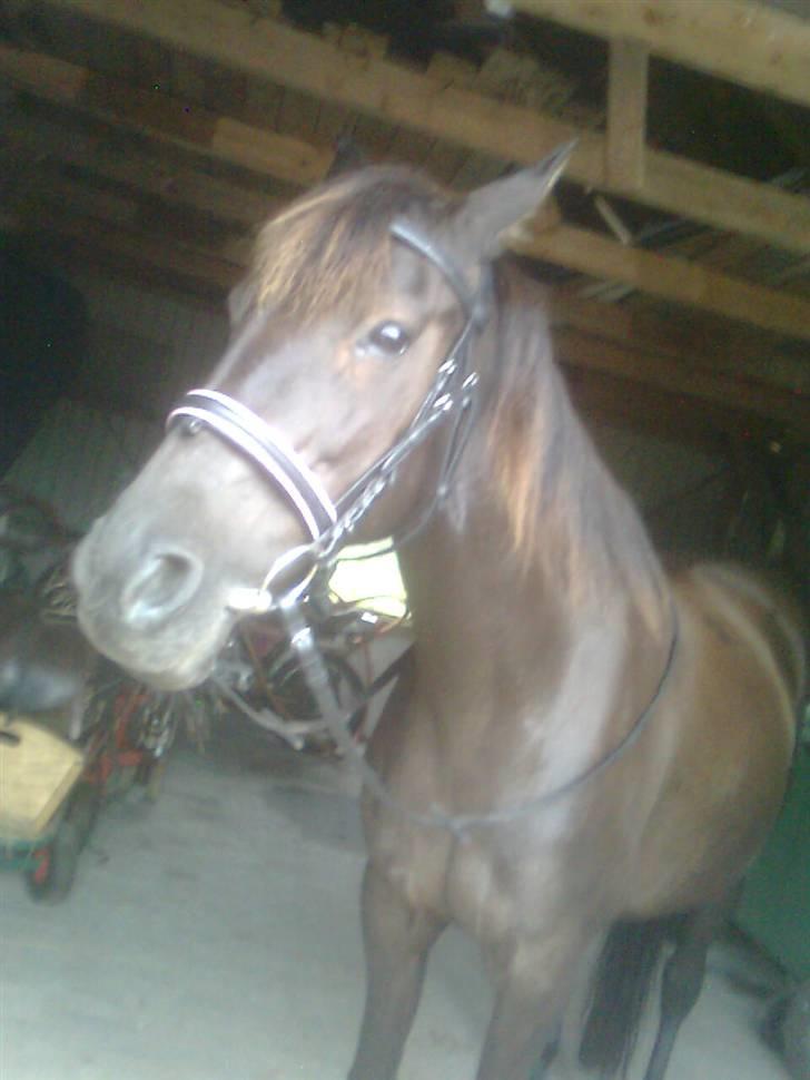 Traver Rolet Bangsbo solgt:'( - så har jeg fri rasten af dagen billede 10