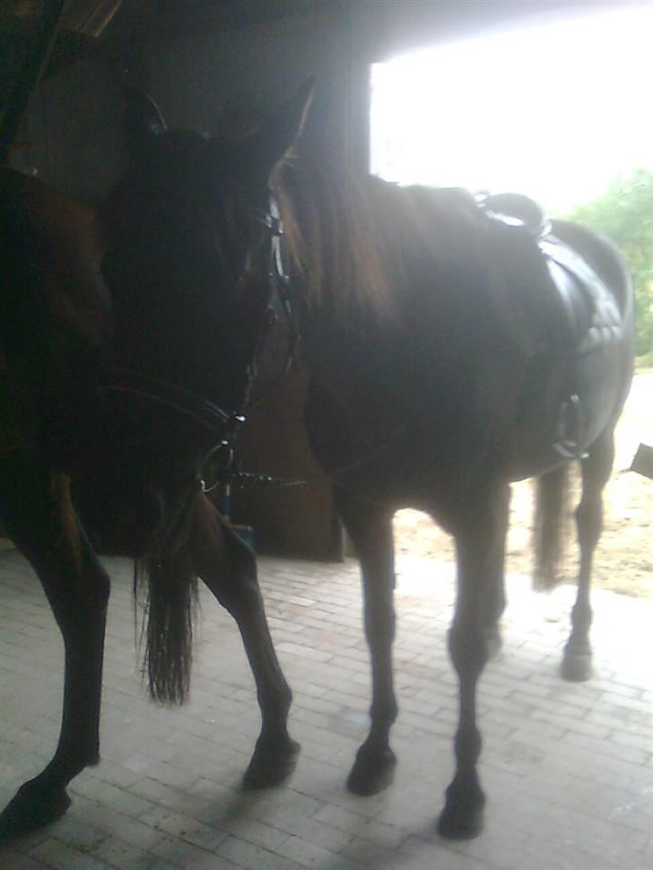 Traver Rolet Bangsbo solgt:'( - nam nam billede 14