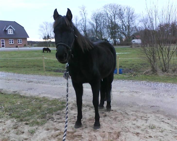 Traver Rolet Bangsbo solgt:'( - venter på at komme på græs billede 17