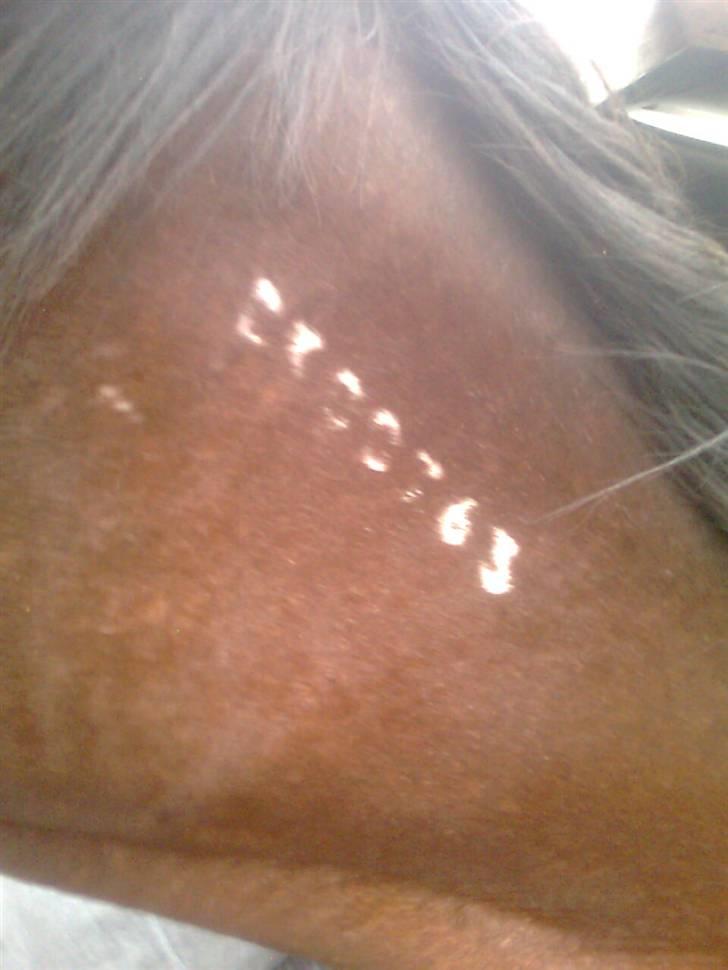 Traver Stamro R.I.P  - efter ride tur billede 6