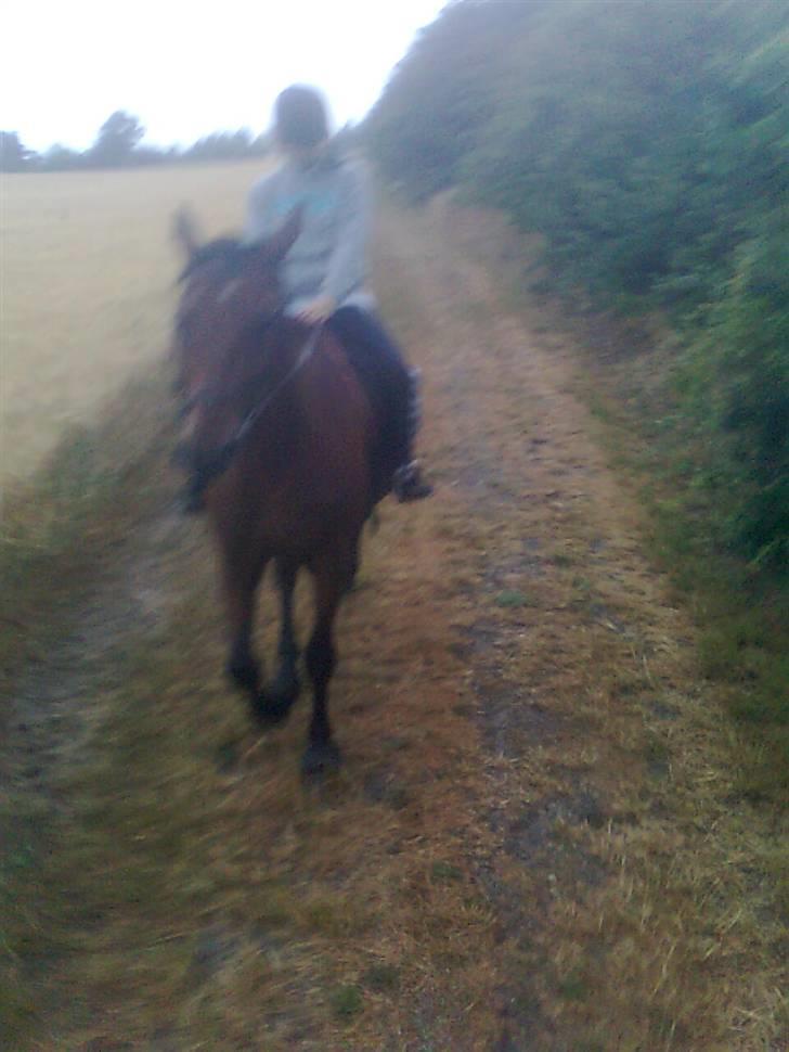 Traver Stamro R.I.P  - venter på at blive sadlet af billede 7