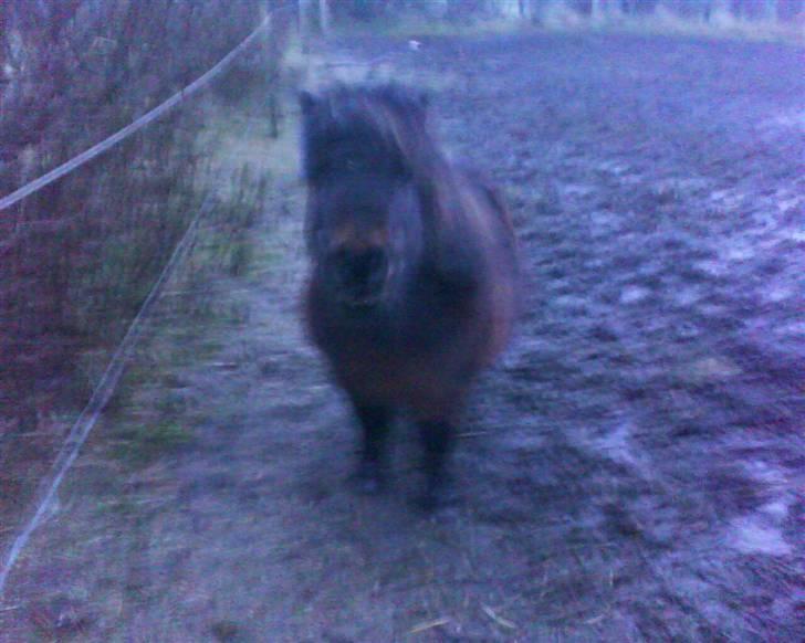 Shetlænder Charlie R.I.P :'( elsket & savnet !! <'3 - hva laver du billede 8