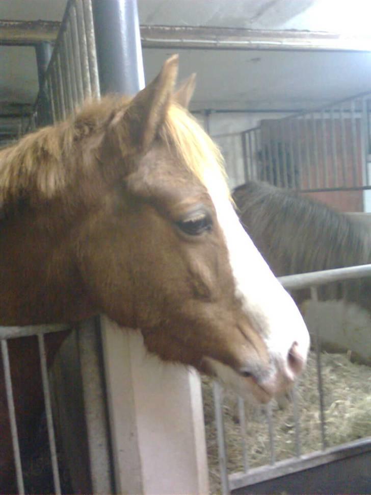 Anden særlig race Rosa R.I.P - dagen inden hun døde ;( billede 20