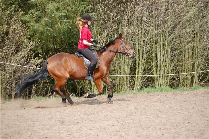 Traver Hera Waltz (SOLGT) - lidt galop i hyggeridning billede 16