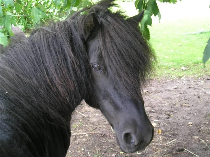 Shetlænder | Hermann | billede 1