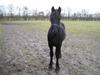Frieser Abraham B SOLGT [Tidl. hest]