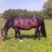 Dansk Varmblod Bubber *solgt*