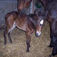 Anden særlig race Amazing Grace