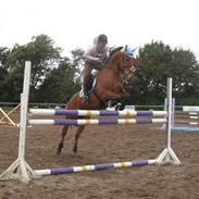 Anden særlig race Lucas sycamore