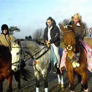 Anden særlig race Lucas sycamore