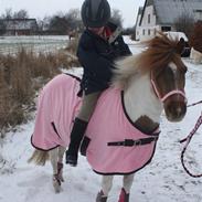 Anden særlig race Pony Margrethe
