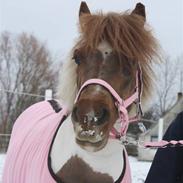 Anden særlig race Pony Margrethe