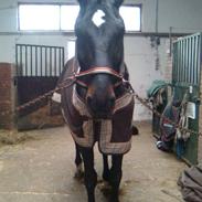 Anden særlig race Wrangler *gl. part, død*