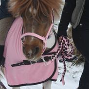 Anden særlig race Pony Margrethe