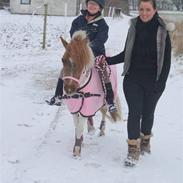 Anden særlig race Pony Margrethe