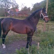 Anden særlig race Labell